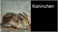 Kaninschen