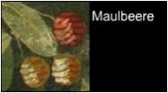 römische Lebensmittel Maulbeere