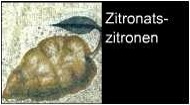 römische Lebensmittel Zitronatszitrone